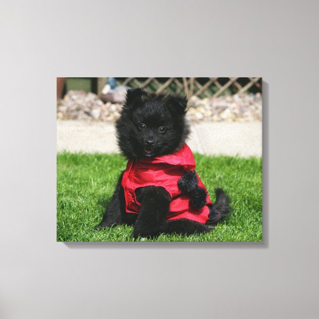 Toile Chien de Poméranie Noire regardant la caméra (Recto)