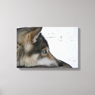Toile Chien Husky aux yeux bleus