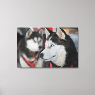 Toile Chien husky avant une course, Canada