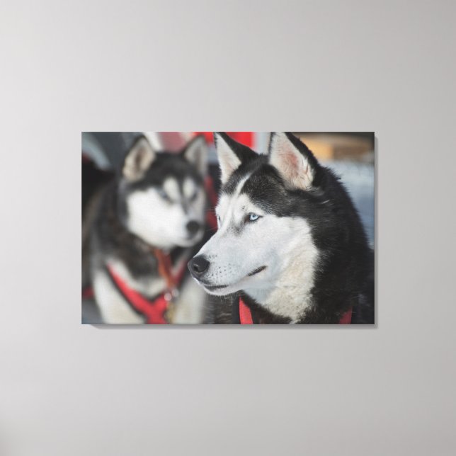 Toile Chien husky avant une course, Canada (Recto)