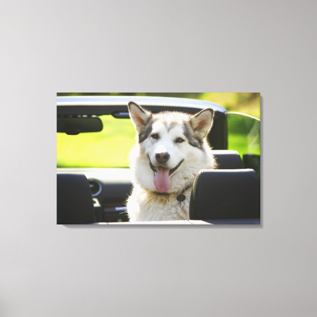 Toile Chien Husky de convertible (Recto)