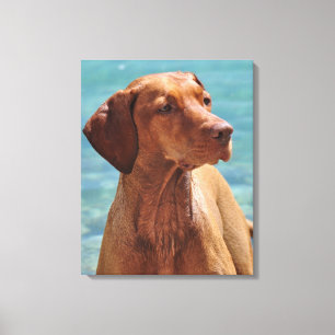 Toile Chien Magyar Vizsla