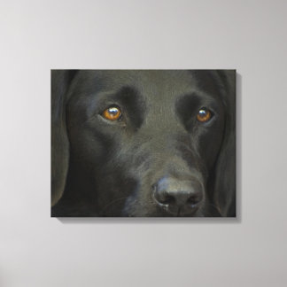 Toile Chien noir du Labrador