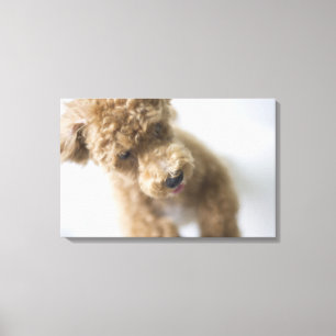 Toile Chien se tenant sur le plancher