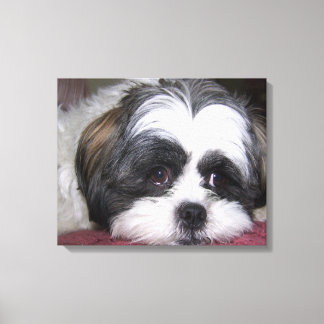 Toile Chien Shih Tzu