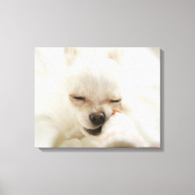 Toile Chien tenant un jouet dans la bouche (Recto)