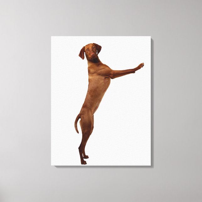 Toile Chien Vizsla (Recto)