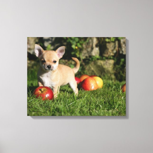 Toile Chihuahua Chiuppy avec pommes (Recto)