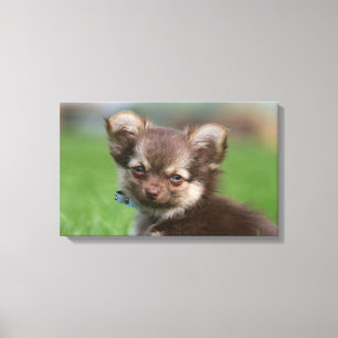 Toile Chihuahua Chiuppy regardant la caméra