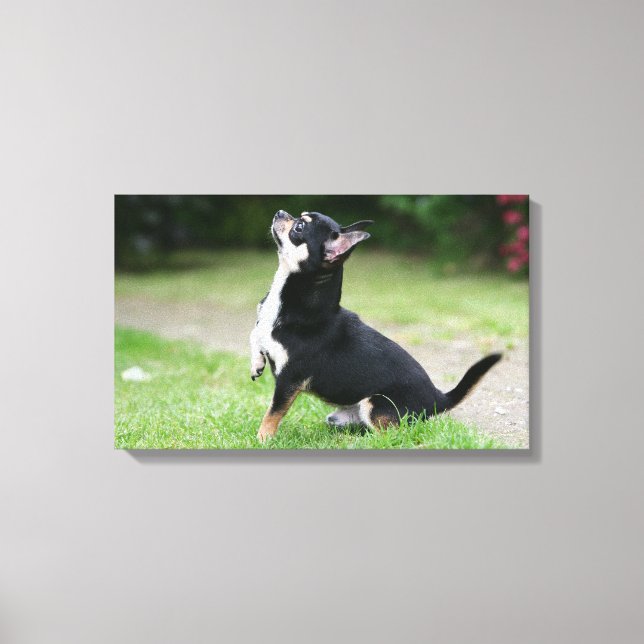 Toile Chihuahua noir et crème (Recto)