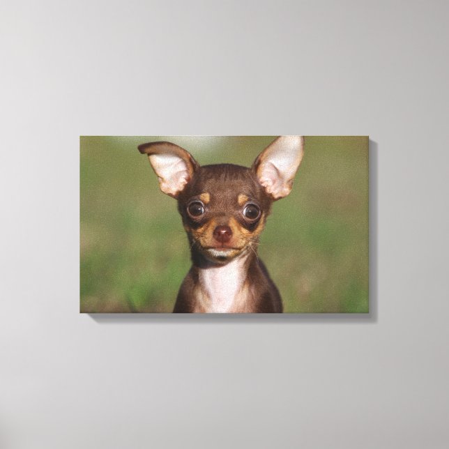 Toile Chihuahua Puppy regarde l'appareil photo (Recto)