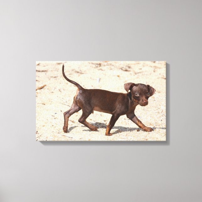 Toile Chihuahua Puppy Walking (Recto)