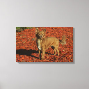 Toile Chihuahua Regardant la caméra