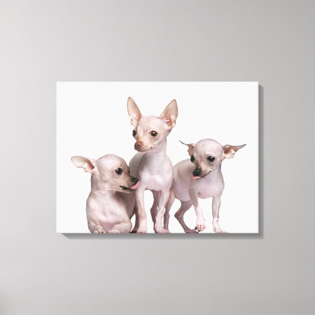 Toile Chihuahua sans cheveux (5 et 7 mois) (Recto)