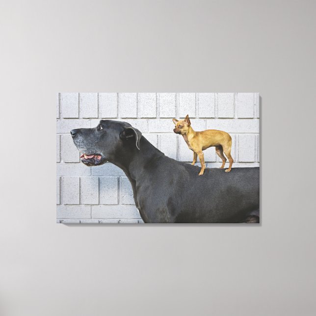 Toile Chihuahua sur le dos du grand Danois (Recto)