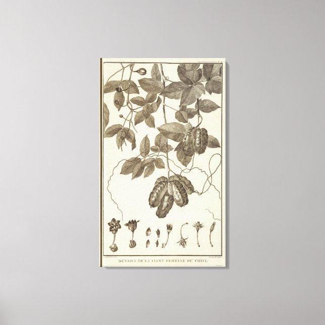 Toile Chili 10 (Recto)