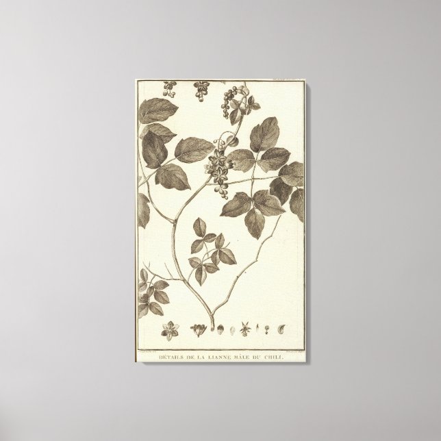 Toile Chili 9 (Recto)