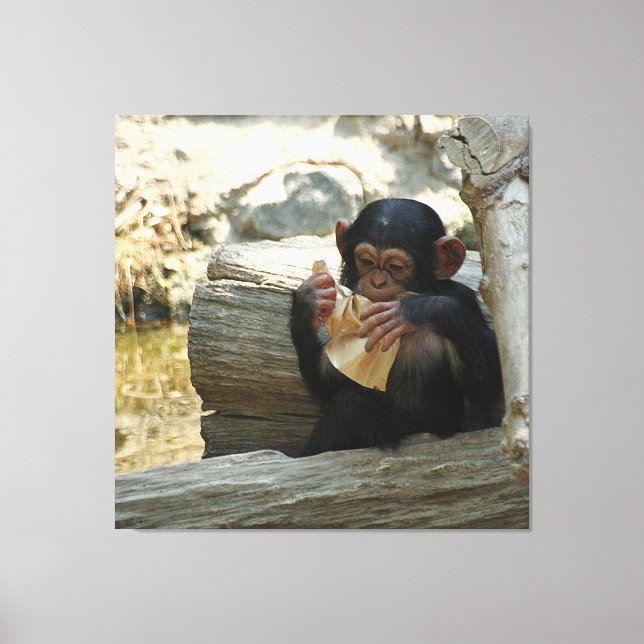 Toile Chimpanzée_2015_0101 (Recto)