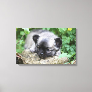 Toile Chiot aux cheveux longs de chiwawa