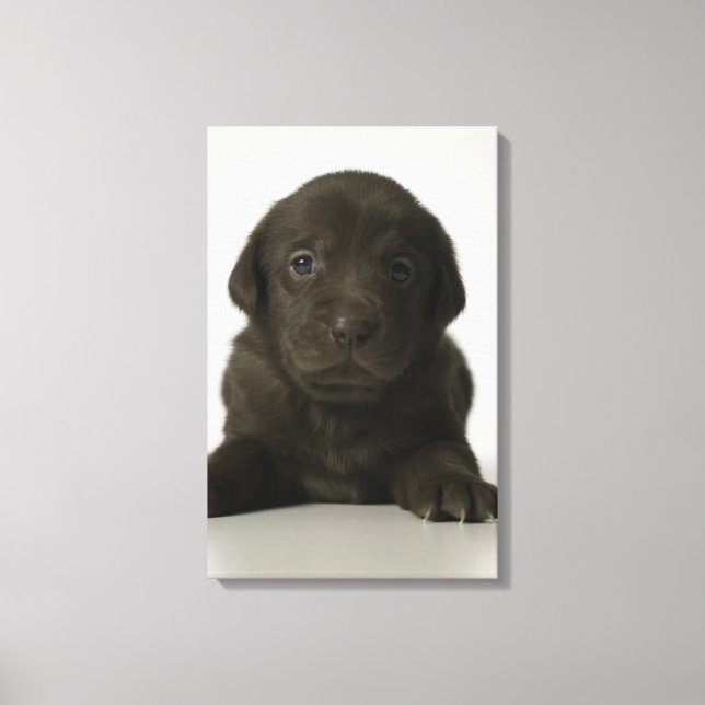 Toile chiot Brown, portrait, gros plan (Recto)