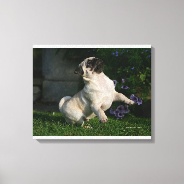 Toile Chiot Carlin inconnu (Recto)