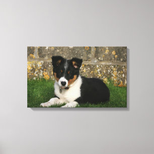 Toile Chiot de border collie avec la feuille dans la