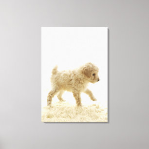 Toile Chiot de caniche