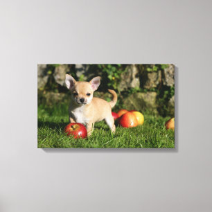 Toile Chiot de chiwawa avec des pommes