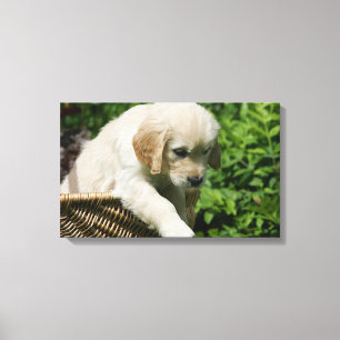 Toile Chiot de golden retriever dans le panier