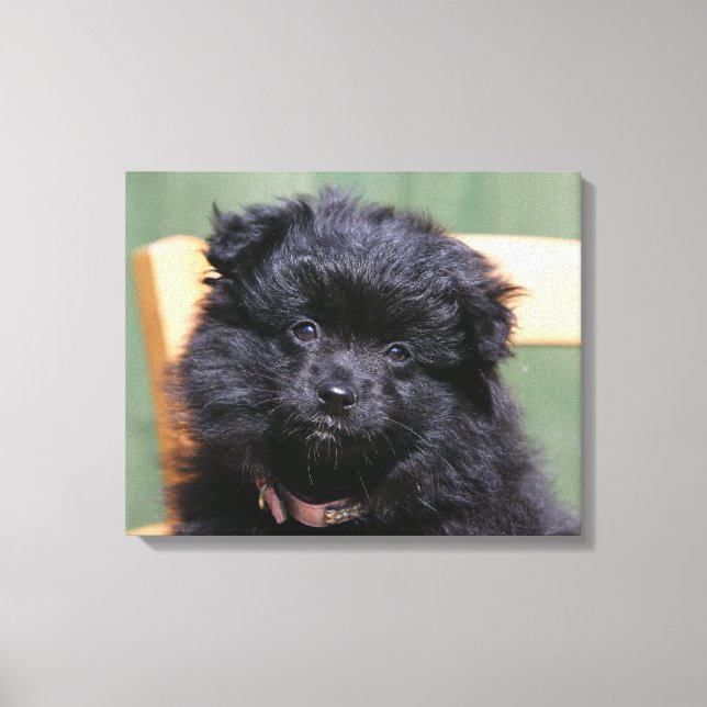 Toile Chiot de Poméranie Noire (Recto)