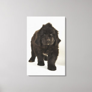 Toile Chiot de Terre-Neuve, tir de studio