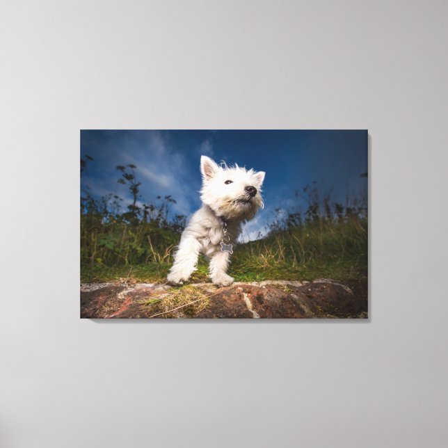 Toile Chiot de Terrier de West Highland (Recto)