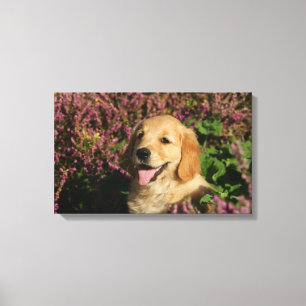Toile Chiot d'or de Retreiver