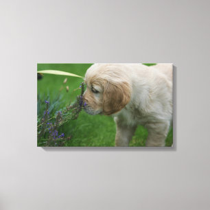 Toile Chiot Golden Retriever