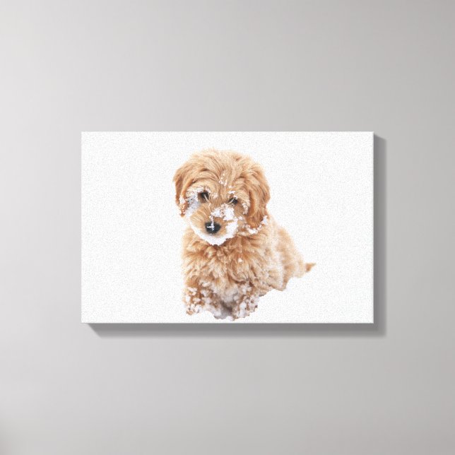 Toile Chiot Goldendoodé Avec Neige Sur La Face (Recto)