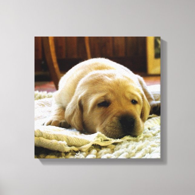 Toile chiot jaune 2 labo (Recto)