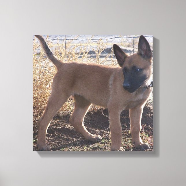 Toile chiot Malinois Belge complet (Recto)