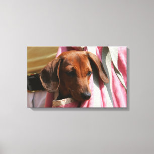 Toile chiot miniature Lisse-haired de teckel