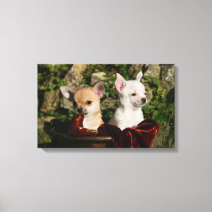 Toile Chiots de chiwawa