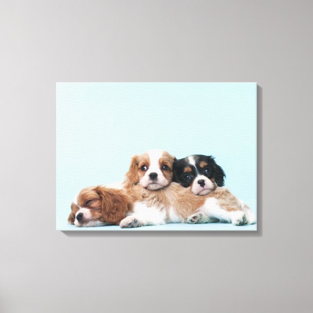 Toile Chiots espagnols Cavalier King Charles (Recto)