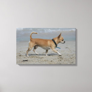 Toile Chiwawa sur la plage