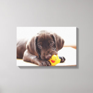 Toile Chocolat Labrador Chiot Avec Canard De Jouet