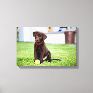 Toile Chocolat Labrador Puppy Avec Tennis Ball