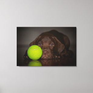 Toile Chocolat Labrador Puppy Avec Tennis Ball