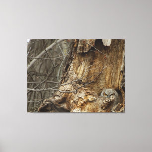 Toile Chouette à cornes - Photographie de la faune