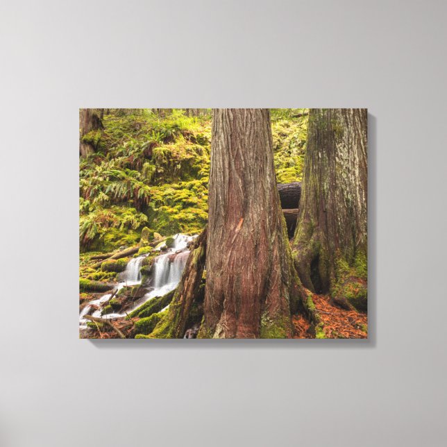 Toile Chutes de White Branch, Cascades de l'Oregon, Oreg (Recto)
