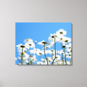 Toile Ciel bleu et marguerites blanches