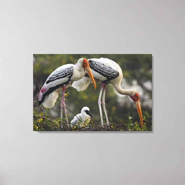 Toile Cigognes peintes & jeune au nid, Keoladeo (Recto)