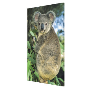 Toile Cinereus de koala, de Phascolarctos), mis en