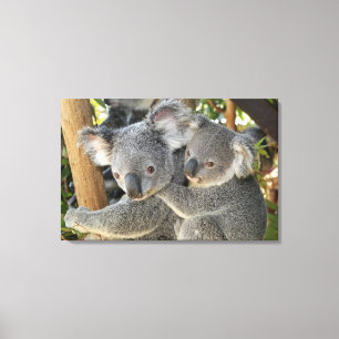 Toile Cinereus Queensland de Phascolarctos de koala.